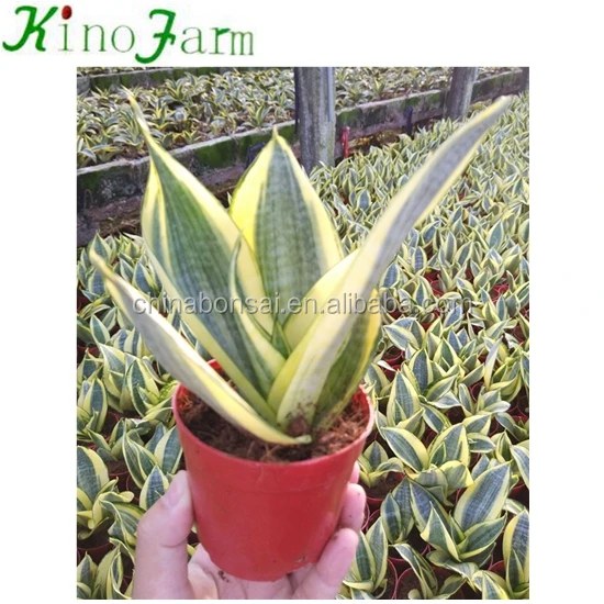 
Golden Hahnii Sansevieria Snake Plant 