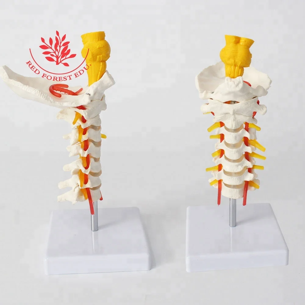 Натуральный размер, 7 частей шейного позвонка, 3 типа позвоночника