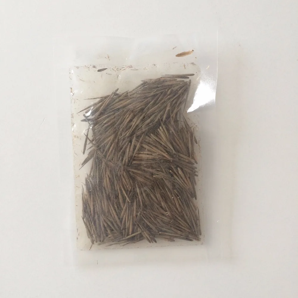 
S108 Jian zhu 200g per bag Free Samples Wholesale Clean Seeds Fargesia Seeds 