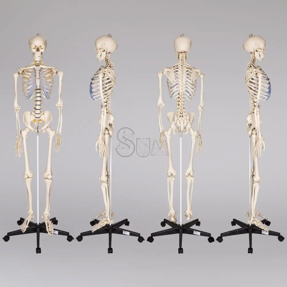 
Learning Resources Skeleton Model 