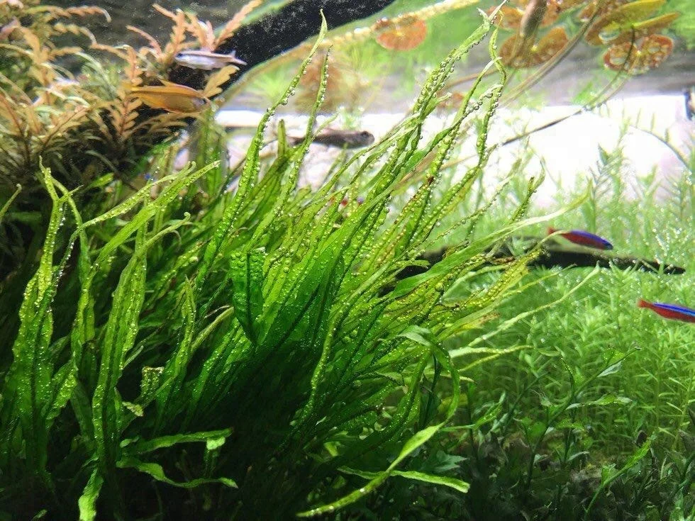 
Factory wholesale high power 50W Green water grass fish tank aquarium led lighting 