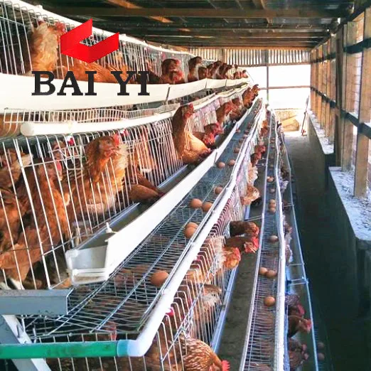 chicken cages galvanized and accessories poultry equipment qatar