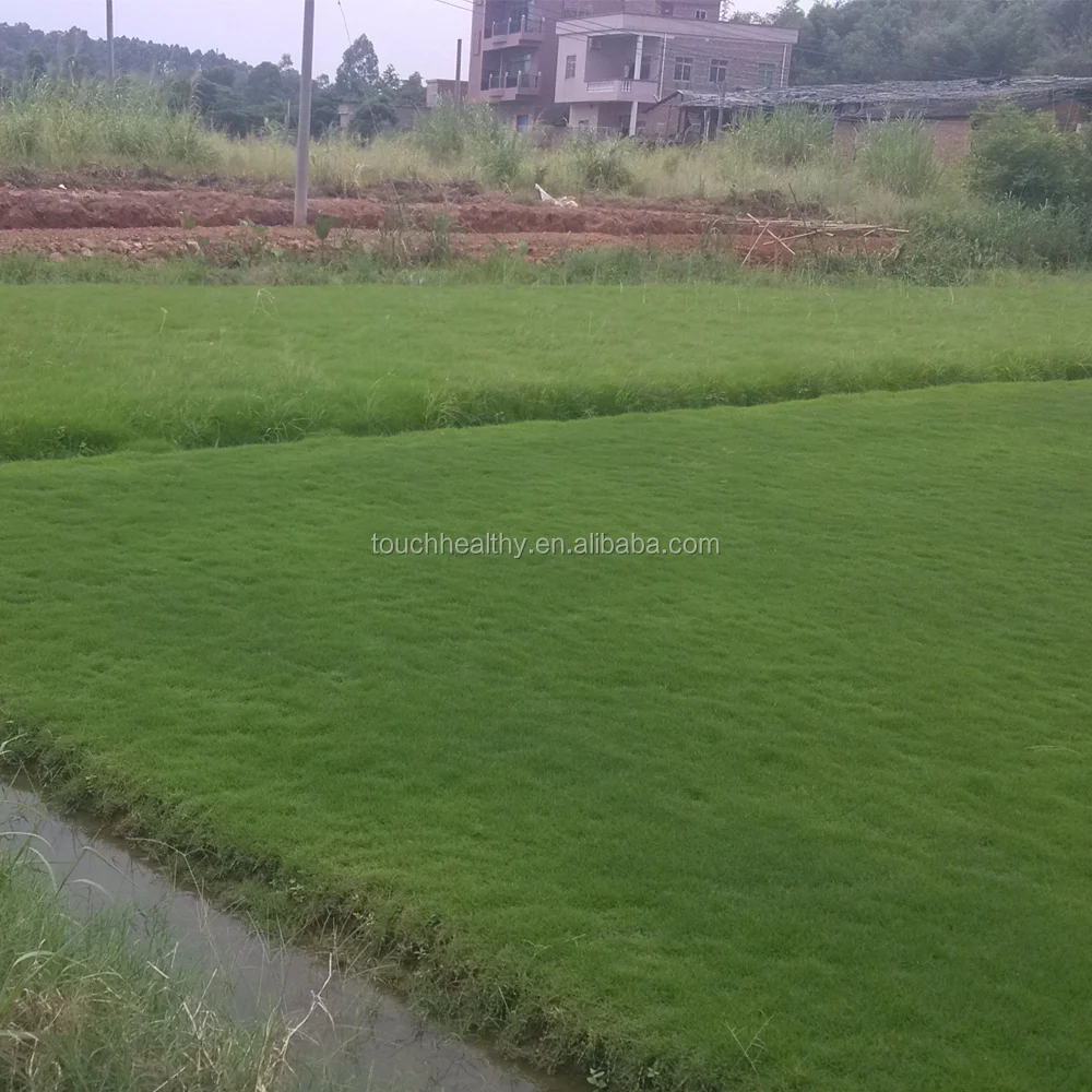 2021 Top quality lawn or turf grass Zoysia pacifica seeds