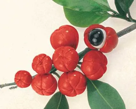 
weight loss natural guarana p.e. guarana seed extract/water soluble guarana extract 