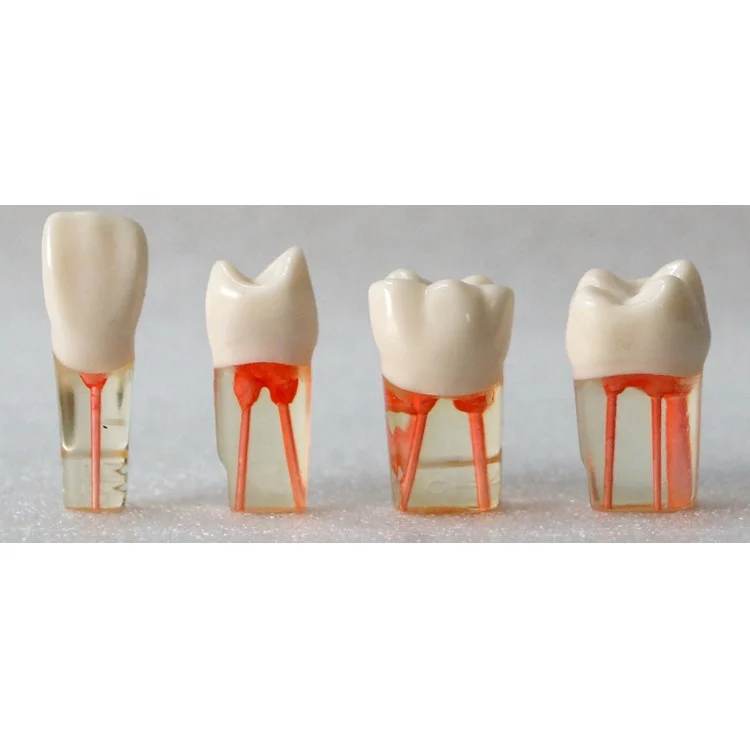 Dental teeth root canal model