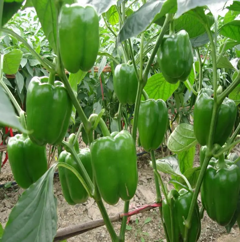 Сырые высококачественные овощи, семена зеленого сладкого перца