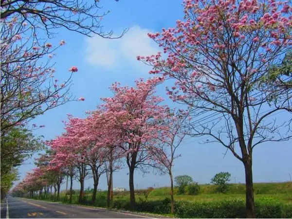 
Wholesale street landscape blooming Tabebuia pentaphylla tree seedling 