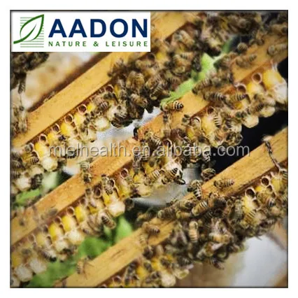 Fresh Royal Jelly, Natural ROYAL JELLY, HONEY BEE ROYAL JELLY FRJ