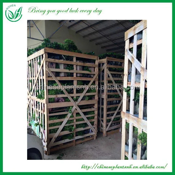 
Wholesale live natural big or large ficus microcarpa tree bonsai plant outdoor indoor landscape bonsai ficus big tree 