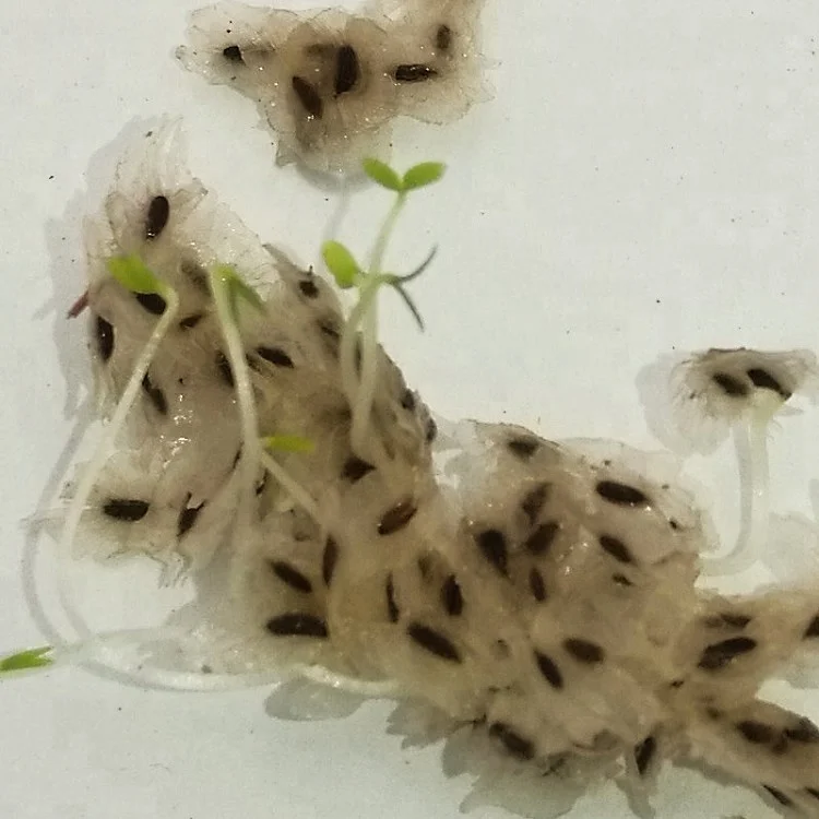 Семена деревьев принцессы, новинка 100%, свежий быстрорастущий китайский павловния хорошего качества для посадки