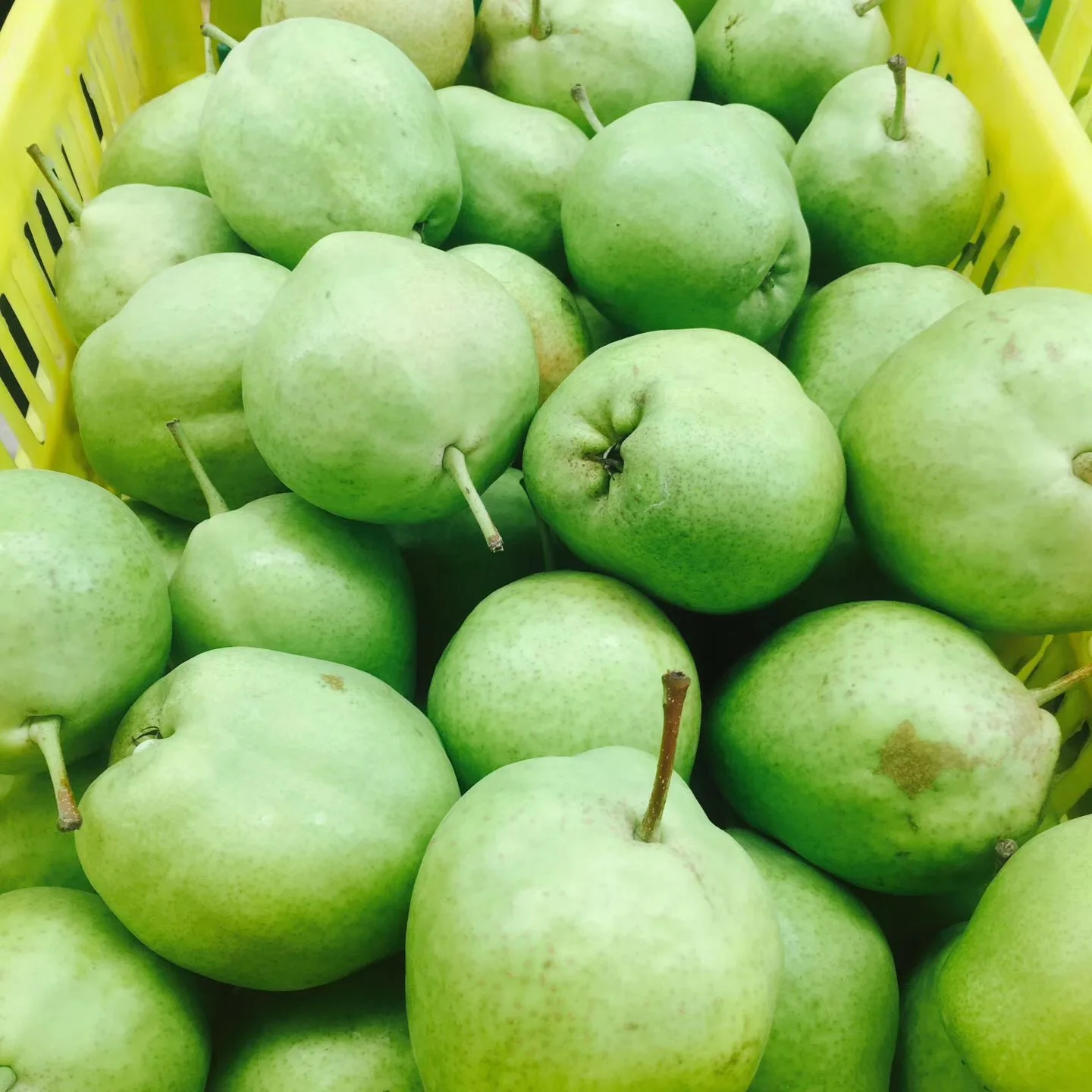 
fresh golden delicious singo pear factory 