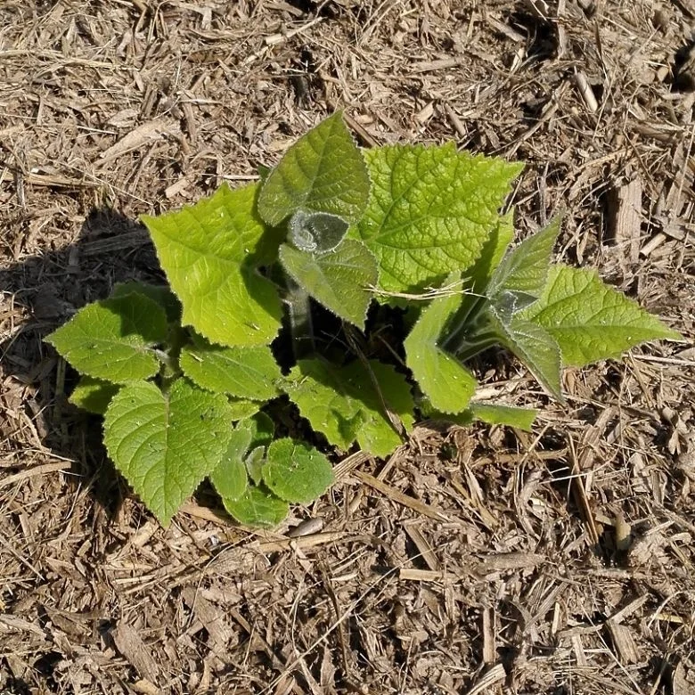 
Pao tong cold resistant fast grow timber use shan tong hybrid paulownia 9501roots for growing 