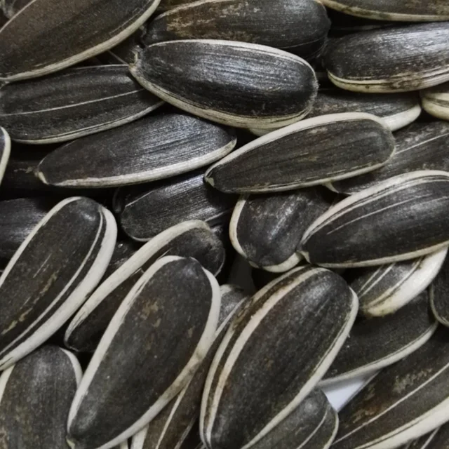 
Sell new crop confectionary sunflower seeds 5009,363, 601,361 