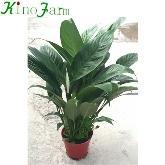 White Color Flower Spathiphyllum