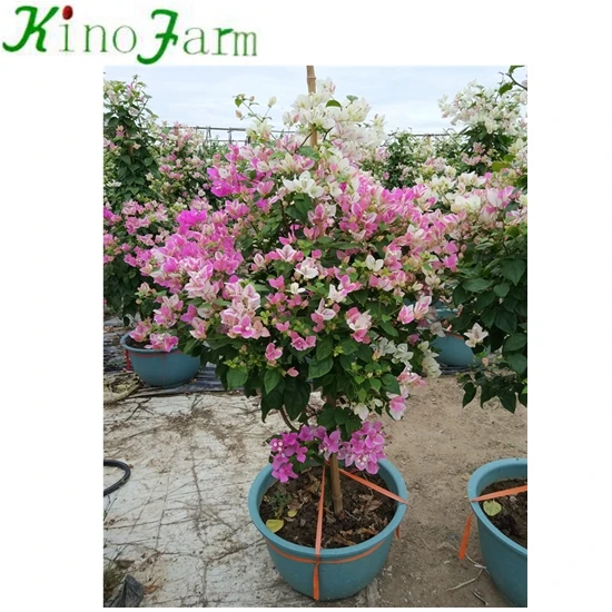 
wholesale blooming flower bonsai bougainvillea ball 