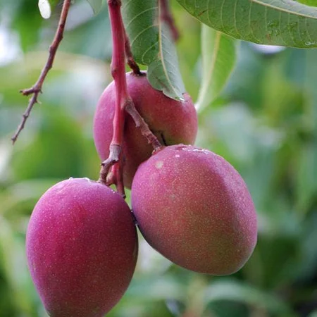 
Nature plant fruit tree Mango seedlings 