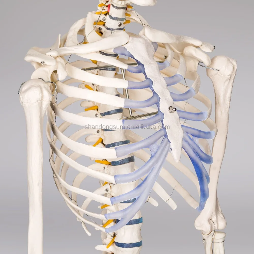 
Buddy the Budget Skeleton Human Skeleton Anatomical Model Life Size & 2 Charts 