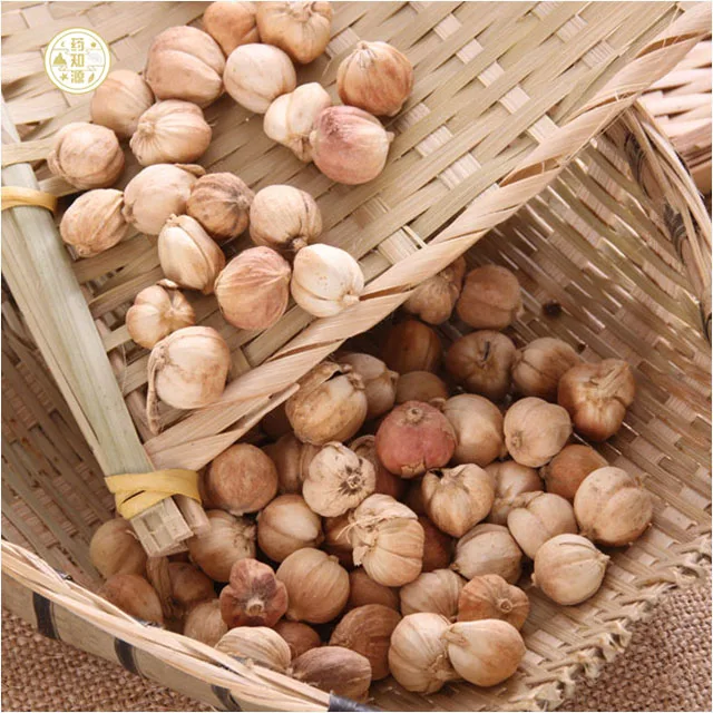 high quality pure coriander seeds