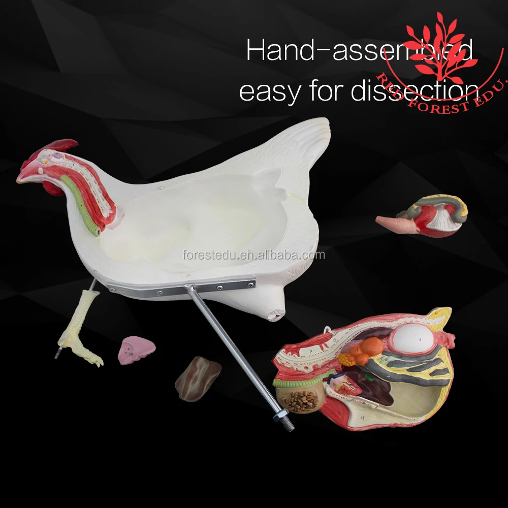 Модель куриного животного, женская модель курицы, анатомические модели животных для справки ветеринара