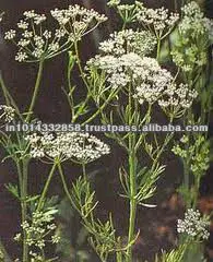 New Arrival 2022 Natural Indian Aniseed Oil For Natural Skin Care Products