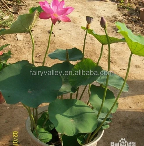 Super High Quality Bowl Lotus Seeds Flower Seeds For Growing
