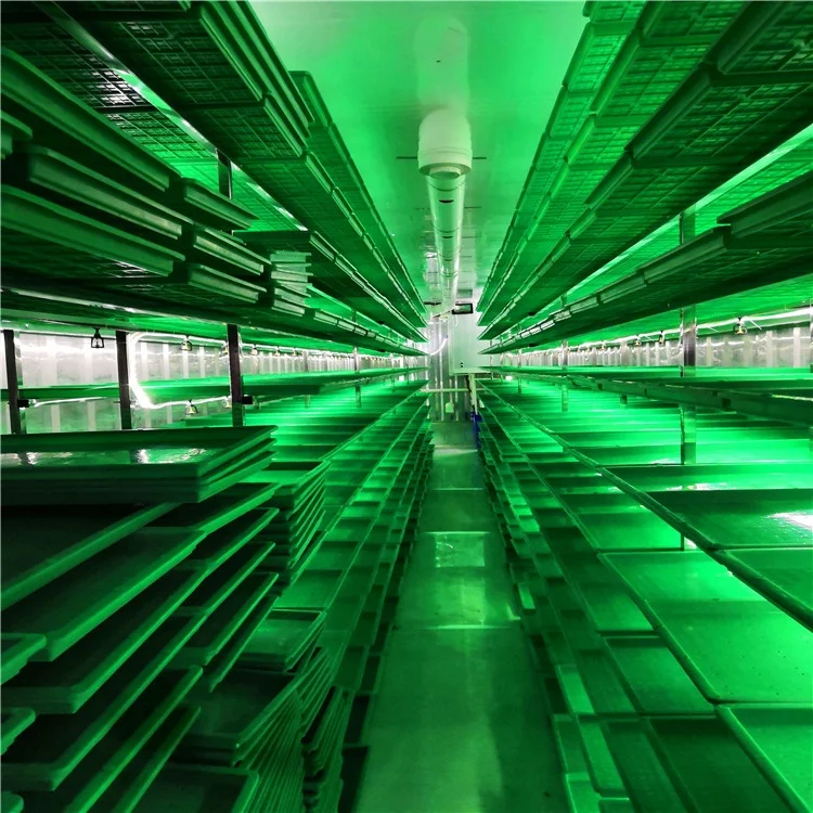 Australia Hot Sale Hydroponic Fodder System For Cattle Green Fodder Sprout System Container Type Hydroponic Green Fodder Sprouti