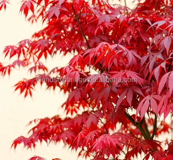 Фиолетовое японское кленовое дерево (Acer palmatum cv. Атропарипуреум)