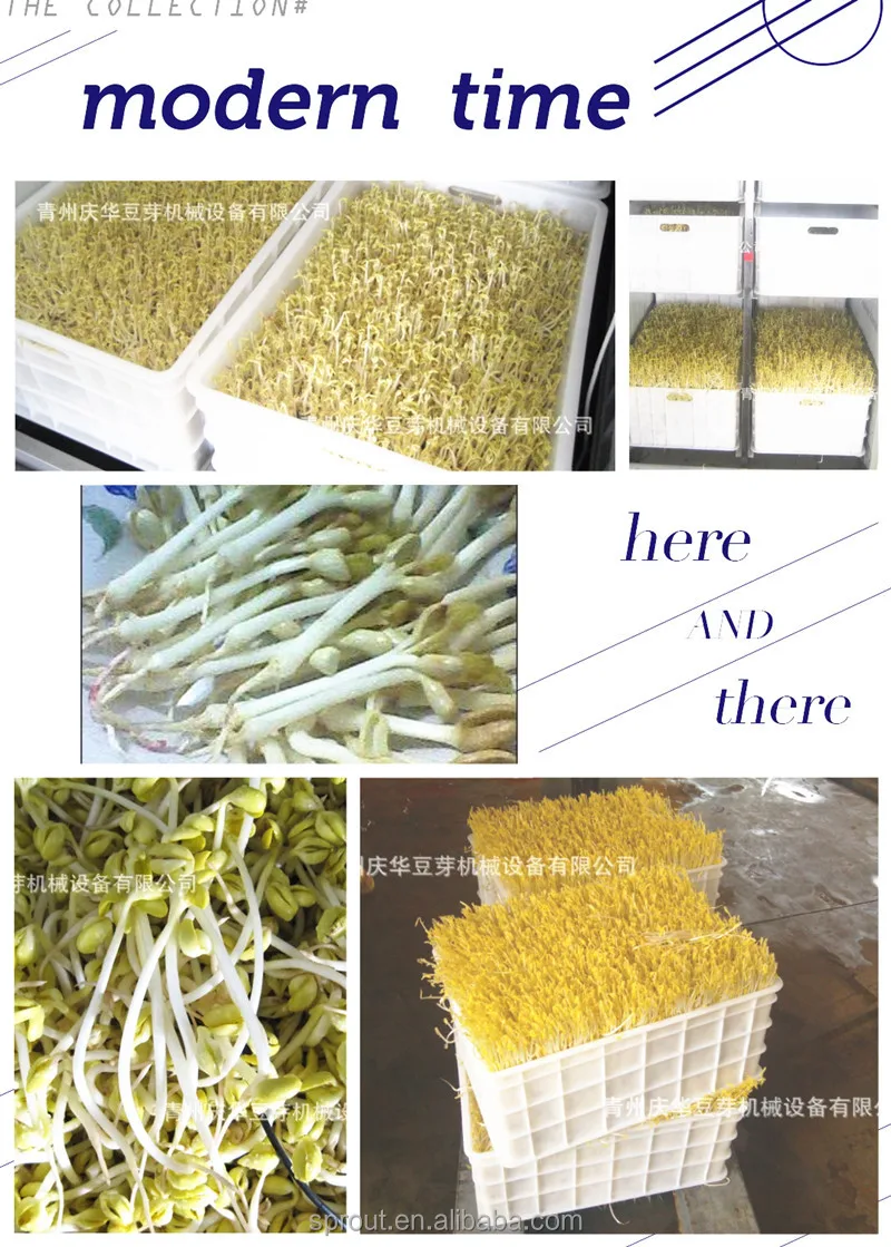 
China Automatic bean sprouts machine, silkworm bean, black bean sprouts making machine 