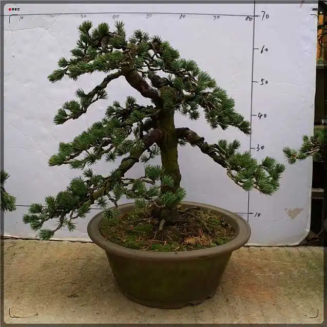 
 Естественном Стиле сосны парвифлора бонсай  