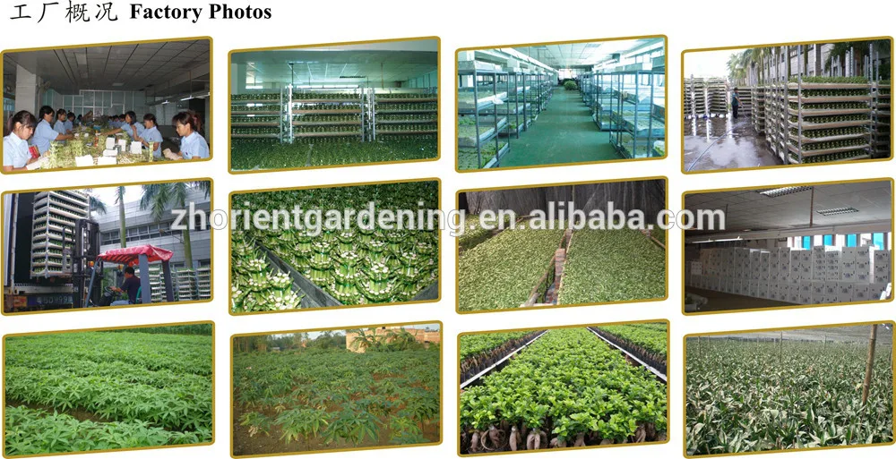 
mini grafted cactus succulent ornamental indoor plants bonsai nursery echinocactus grusonii cereus cacti 