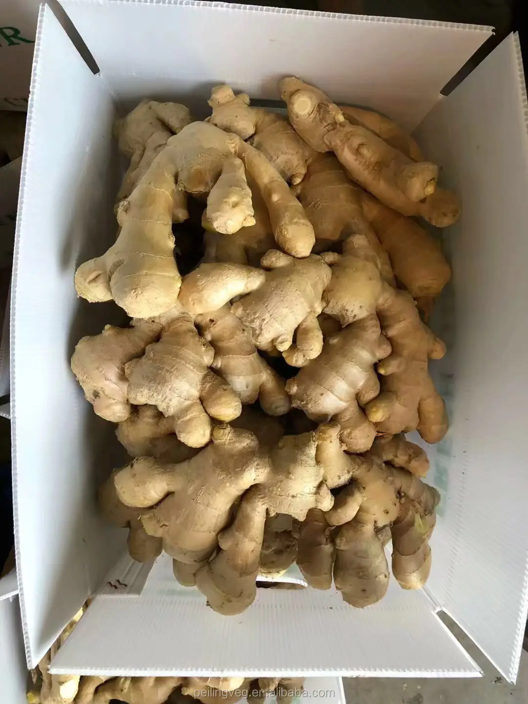 2018 new Dry ginger For America