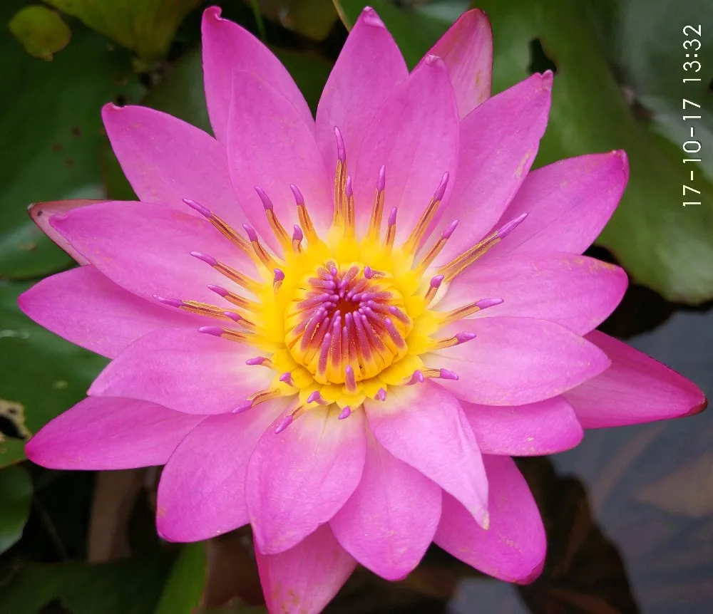 Blue Lotus Flower Seed Water Lily Seeds For Growing