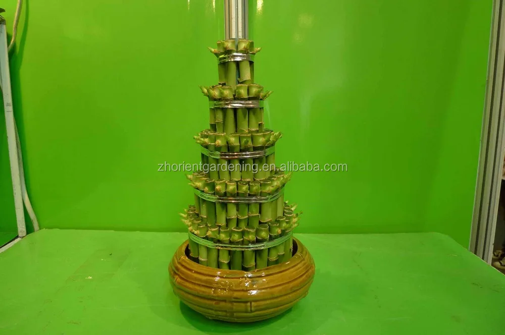 
5 layered tower lucky bamboo air bonsai tree dracaena sanderiana indoor ornamental aquatic water plants 