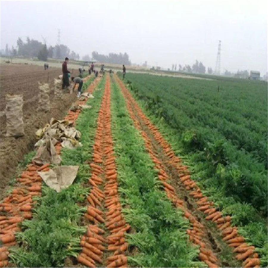 
Fresh Style and Umbelliferous Vegetable Product Type Fresh Carrot 
