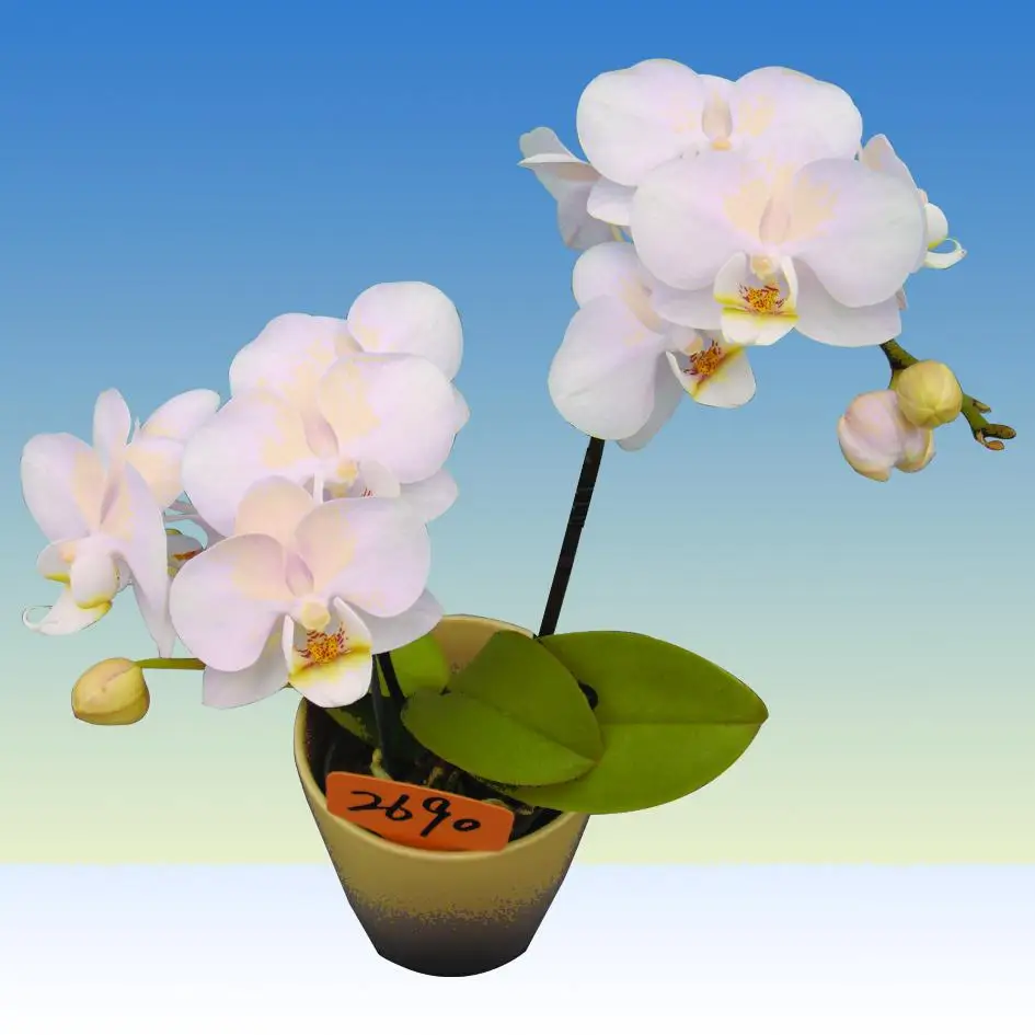 Горшок 3,5 дюйма с одним или двумя шипами, белое цветочное растение орхидеи фаленопсис