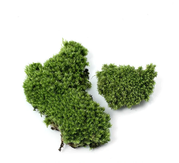 Micro-landscape fresh moss ecological bottle accessories material