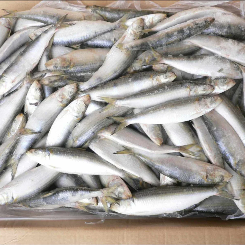 
New arrival whole frozen sardine/Sardinella Longiceps for canning 