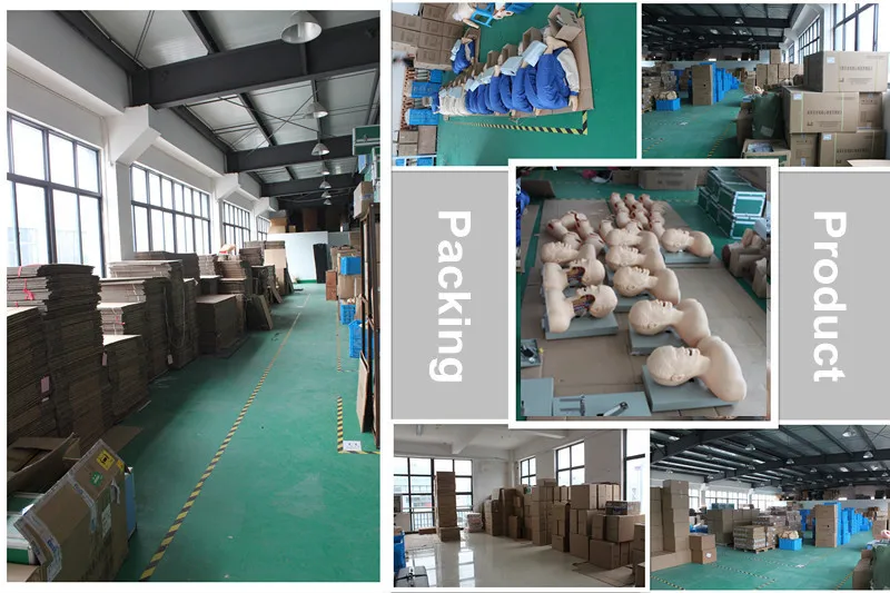 Best Price Anatomical Training Human Muscles Model