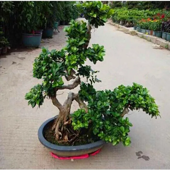 
Оптовая продажа, живое натуральное большое или большое растение фикус, microcarpa, бонсай, растение для улицы, внутреннего ландшафта, оригинальное украшение для детской комнаты или 