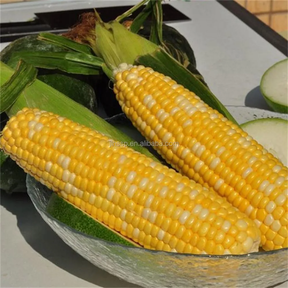 Double Pack Organic Yellow Maize Corn Snacks Fresh Style for Fast Food