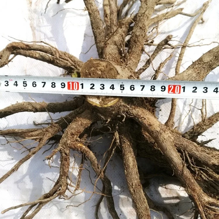 
diploid pesticide treated clone paulownia 9502 big stump with quarantine certificate 