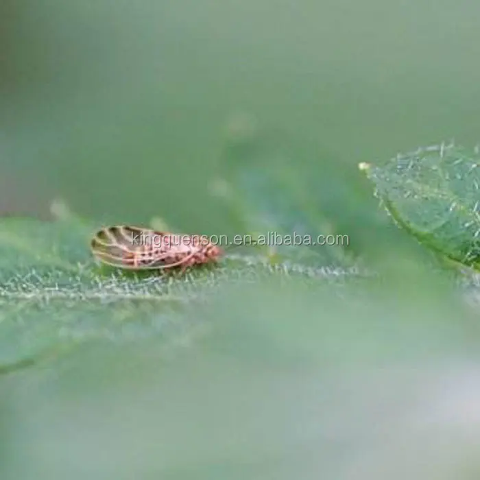 Taktic Amitraz CAS33089-61-1High эффективное убивание хлопка красный паук