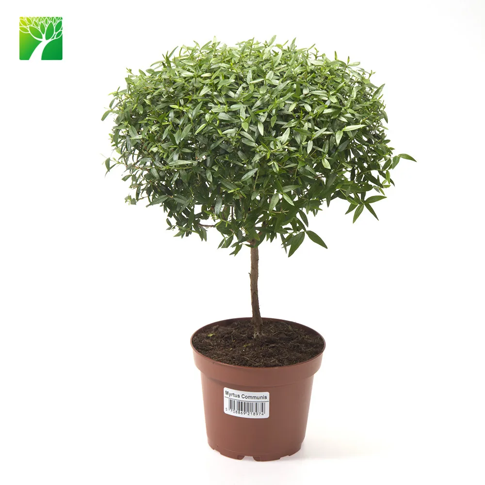 
Wholesale 2.5-5m max height rounded shrub plant shape Myrtus communis Common myrtle 