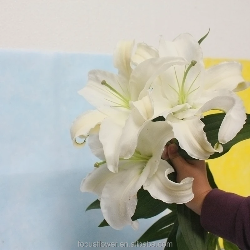 World Class Oriental Siberia Lilies For Sale Yunnan China