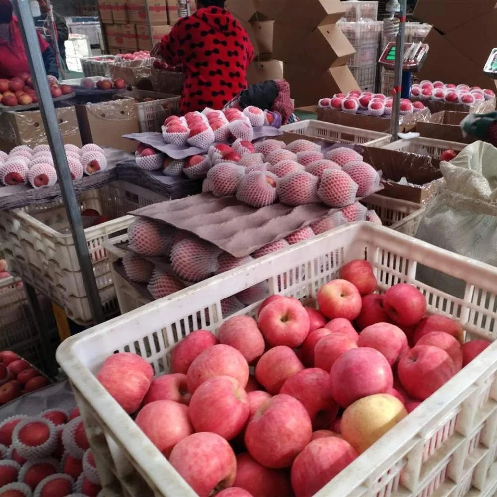 2022 new crop paper bagged fuji apple
