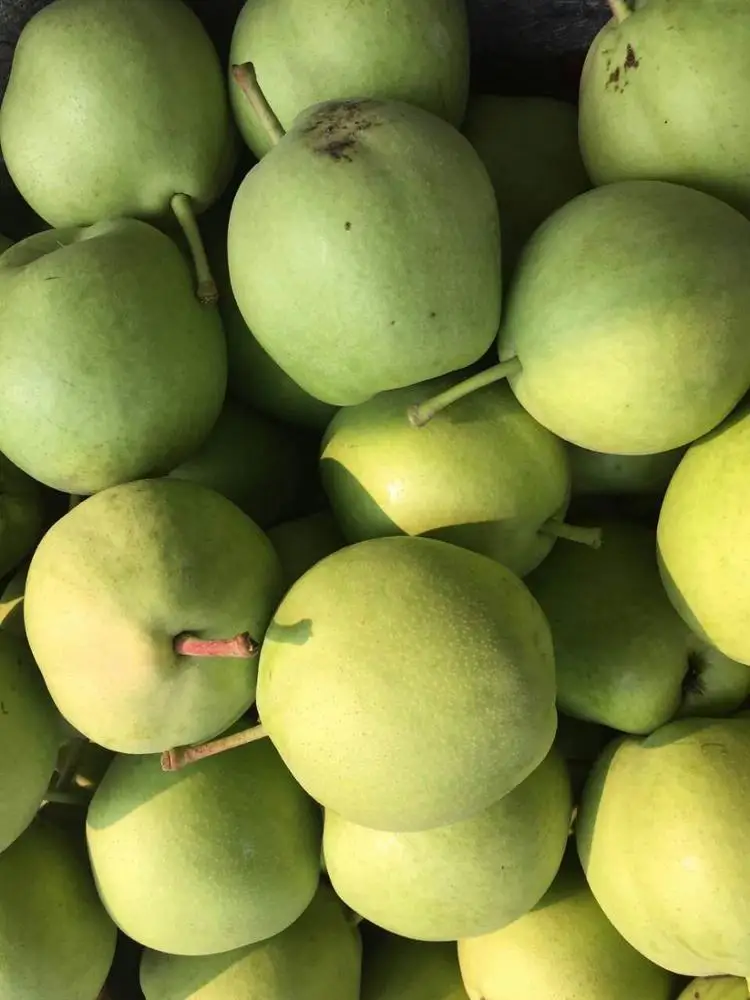 
Green pear fruit shandong pear wholesale early su pear exporter 