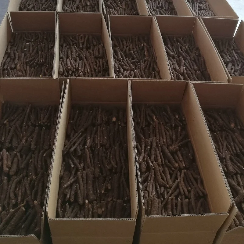 
China cold resistant empress tree root cutting and rootstock plants paulownia for timber 