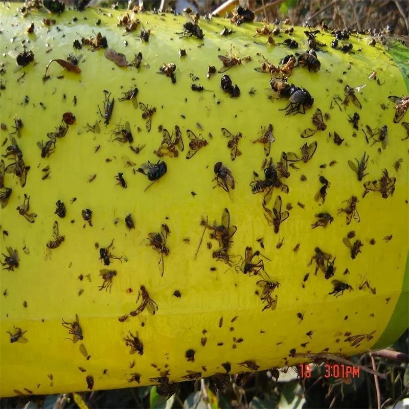 fruit-fly-trap-with-insect-pheromone-lure.jpg