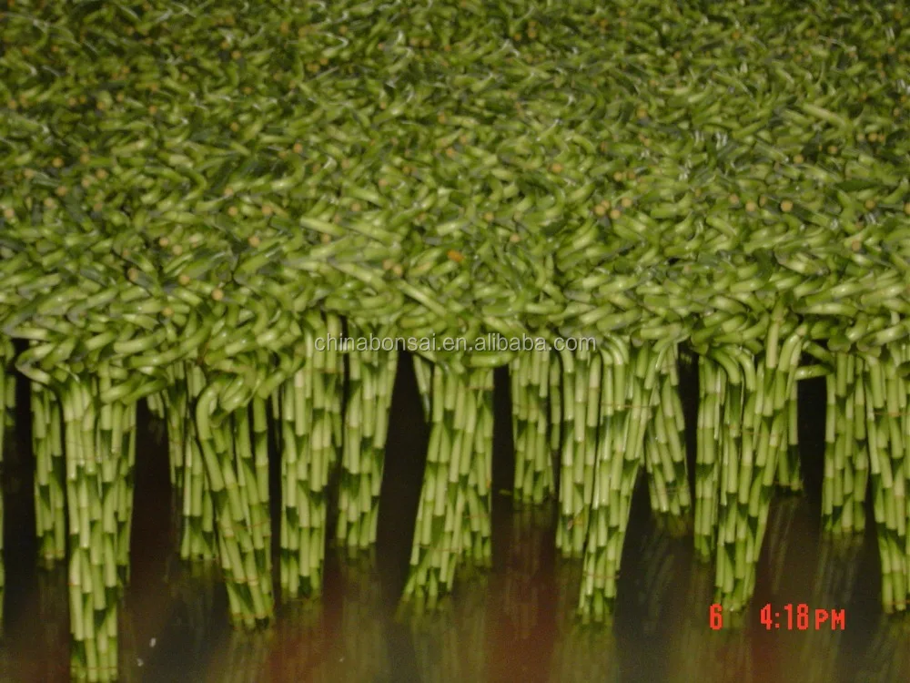 
Spiral lucky bamboo Dracaena Sanderiana 