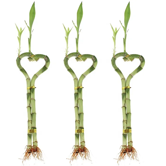 Special shaped lucky bamboo dracaena plant for sale
